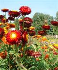 straw flower